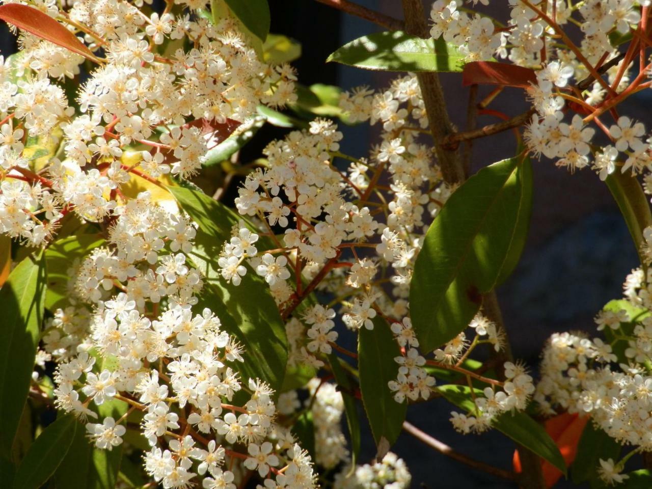 דירות Tremosine Ulivi Sul Garda Garden By Gardadomusmea מראה חיצוני תמונה